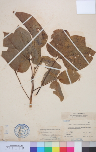 Specimen thumbnail